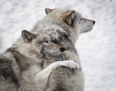 Two wolves
